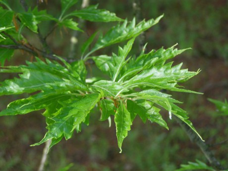 buk lesní ´Aspleniifolia´